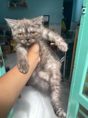 Mèo Ba Tư màu lạ giá rẻ. Mua bán Mèo tại Huyện Bình Chánh Tp Hồ Chí Minh được đăng bởi Vũ Mạnh Tuấn