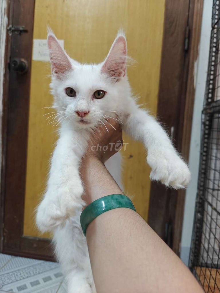 Mèo Maine Coon Polydactyl 4 tháng Trắng 2 mũi. Mua bán Mèo tại Quận 10 Tp Hồ Chí Minh được đăng bởi lynlyn hình 1
