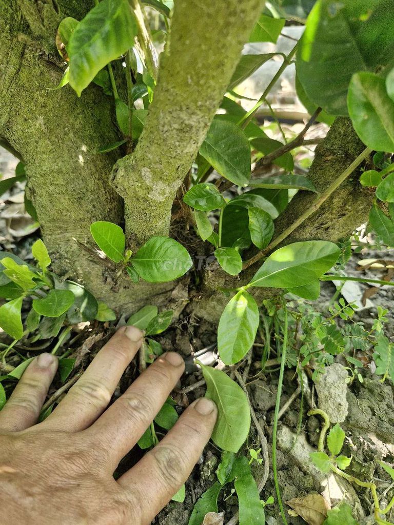 Cây cảnh Bạch thiên hương. Mua bán Cây cảnh, đồ trang trí tại Huyện Long Hồ Vĩnh Long được đăng bởi Hải Nguyễn hình 1