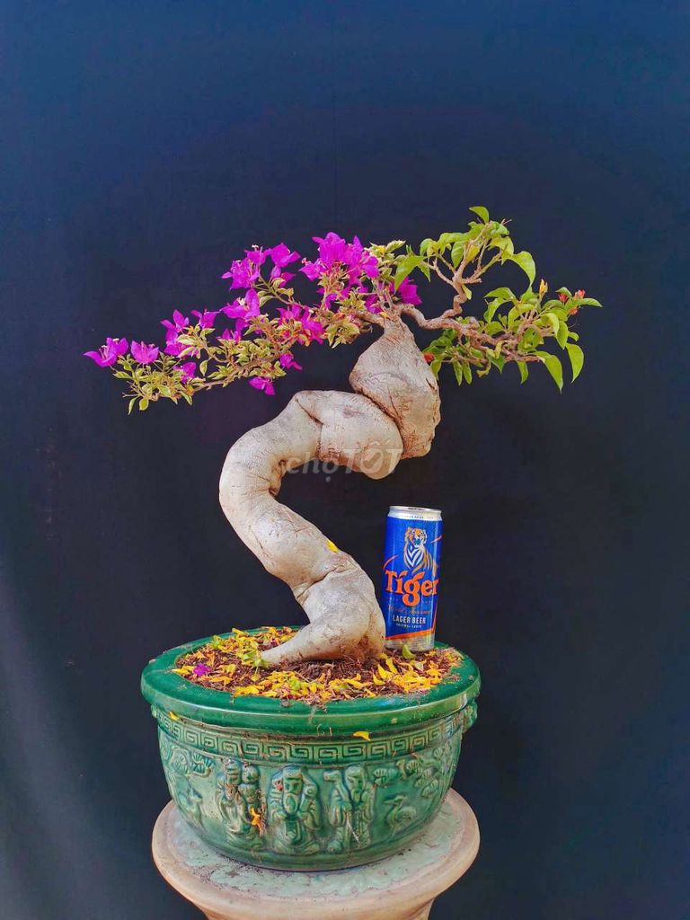 Cây cảnh Bonsai Hoa Giấy 50cm. Mua bán Cây cảnh, đồ trang trí tại Huyện Hóc Môn Tp Hồ Chí Minh được đăng bởi Xuân Quang 55 hình 1