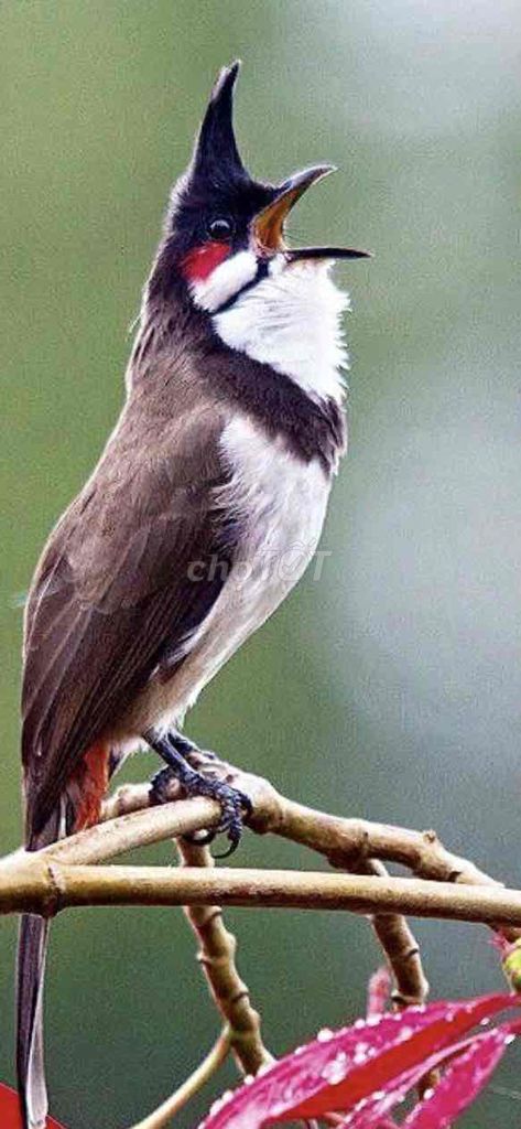 Chào Mào Má đỏ Gia lai . Giá Sỉ. Mua bán Chim tại Quận 8 Tp Hồ Chí Minh được đăng bởi Tiger nâu  hình 1