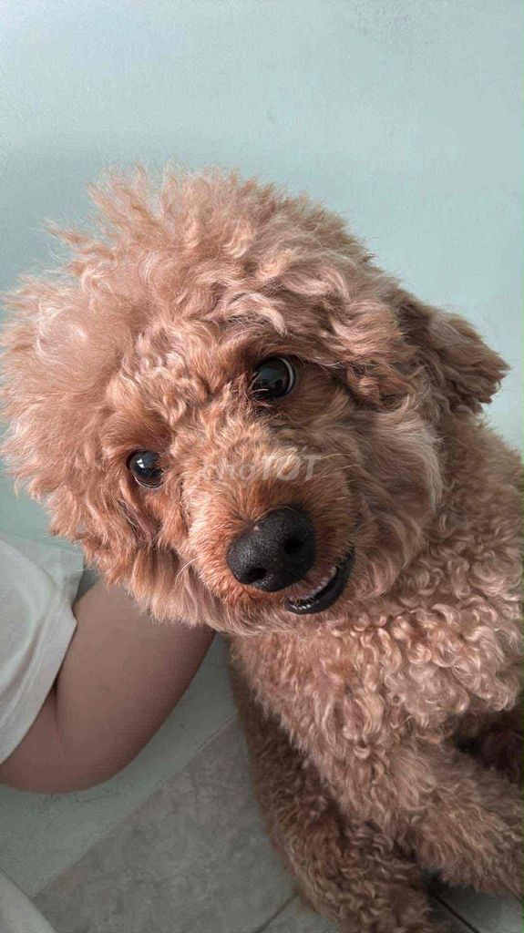 Poodle Nâu Kem Đực. Mua bán Chó tại Thành phố Vũng Tàu Bà Rịa - Vũng Tàu được đăng bởi Thanh Thuỷ hình 1