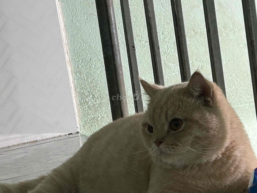 Mèo Anh lông ngắn Vàng kem. Mua bán Mèo tại Thành phố Dĩ An Bình Dương được đăng bởi Lan Anh hình 1