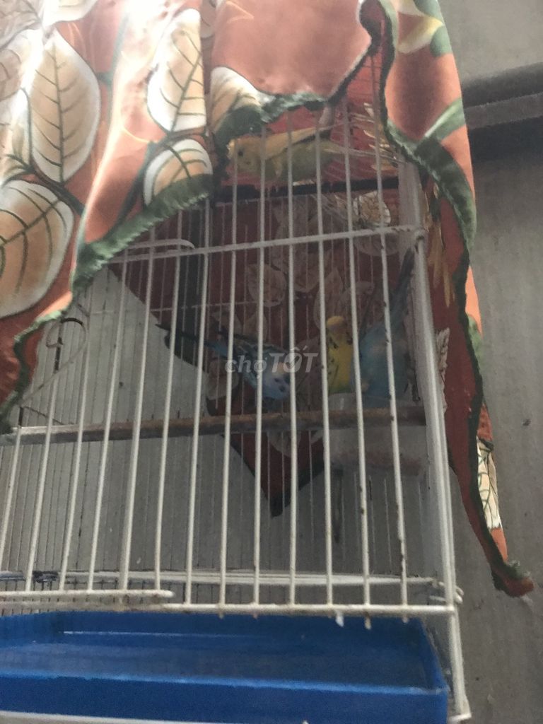 Vẹt yến phụng Vàng Xanh 4 con. Mua bán Chim tại Quận Nam Từ Liêm Hà Nội được đăng bởi minh trung hình 1