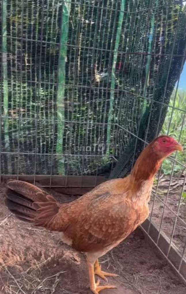 Gà mái nòi Mỹ cái. Mua bán Gà tại Thị xã Tân Uyên Bình Dương được đăng bởi không có tên hình 1