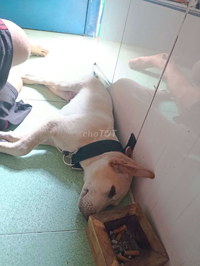 Chó Trắng kem. Mua bán Chó tại Thị xã Tân Uyên Bình Dương được đăng bởi Hoài vĩ Lưu hình 1