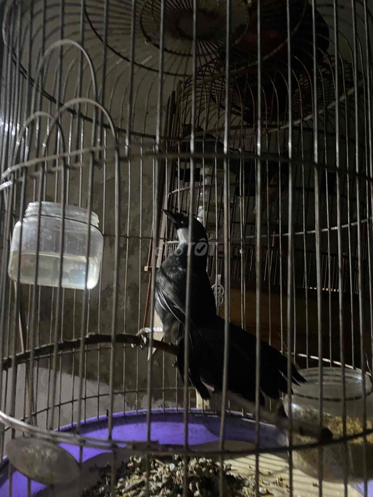 chim thuần 100% ghép đẻ hoac kích trống nhà. Mua bán Chim tại Huyện Phú Xuyên Hà Nội được đăng bởi bảo khang hình 1