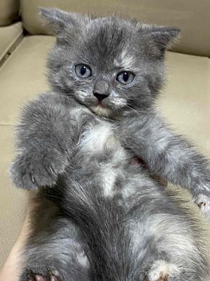 mèo xám xanh vện cụp 1 mũi