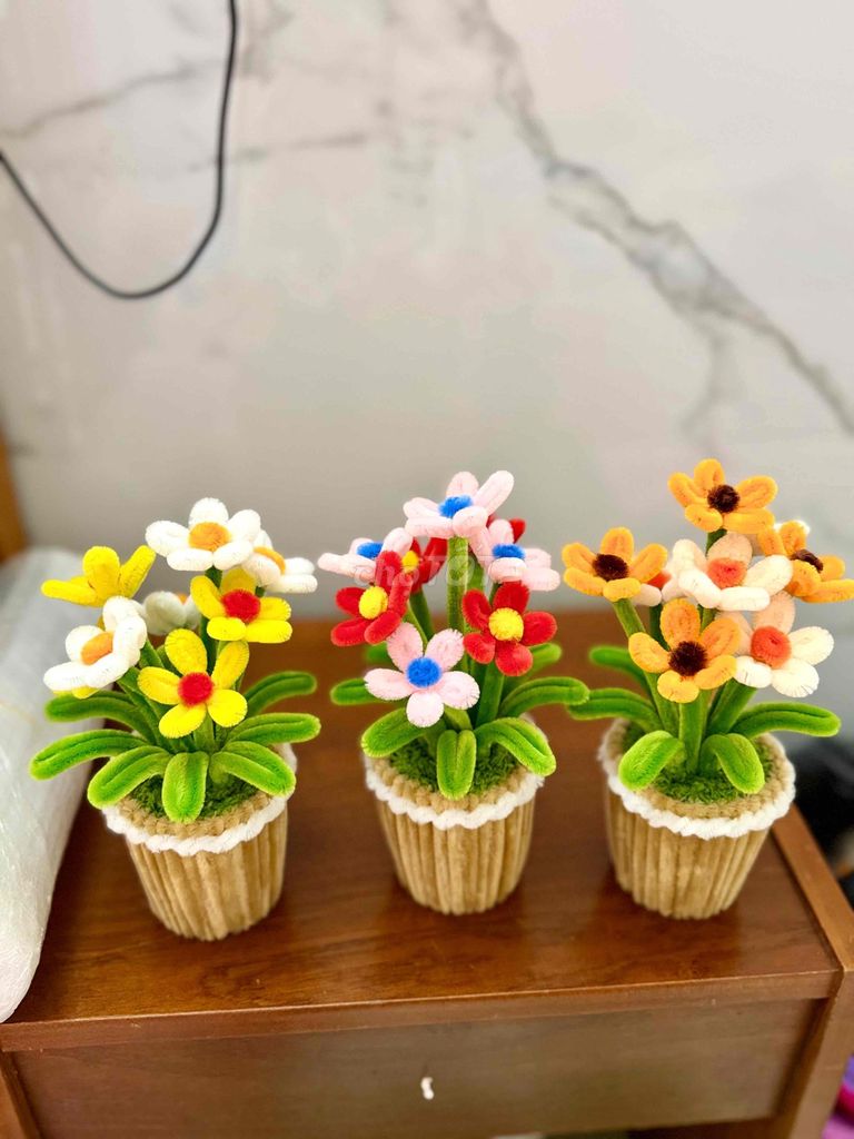 Hoa cúc nhung. Mua bán Cây cảnh, đồ trang trí tại Quận 5 Tp Hồ Chí Minh được đăng bởi Nguyễn Thị Thu Huyền hình 1