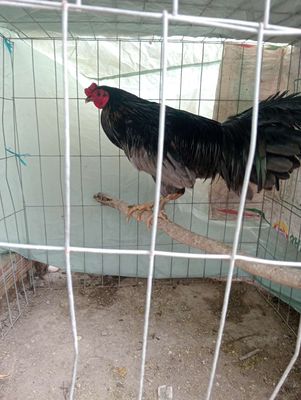 Xám khói. Mua bán Gà tại Huyện Thới Bình Cà Mau được đăng bởi Tuấn Kiệt