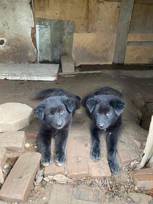 Nhà có 2 bé chó con cần bán.. Mua bán Chó tại Huyện Thanh Trì Hà Nội được đăng bởi Như hình 1