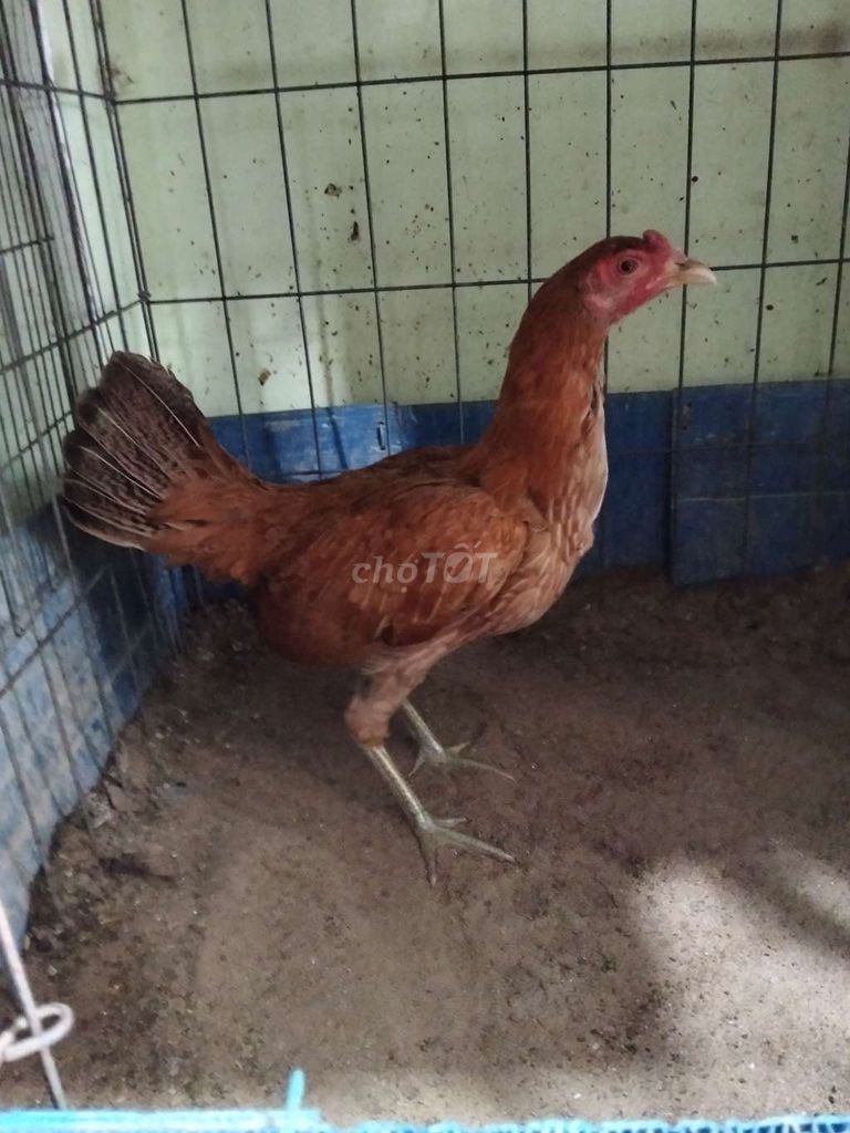 Mái khét simon. 1kg1. Mua bán Gà tại Quận Bình Tân Tp Hồ Chí Minh được đăng bởi ng minh tri hình 1