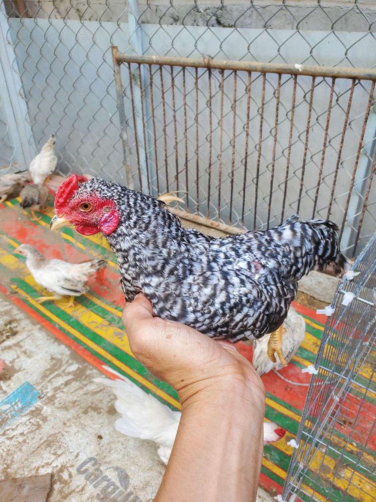 Tre bac 6 thang 380g. Mua bán Gà tại Huyện Tân Hiệp Kiên Giang được đăng bởi Ha DANG hình 1