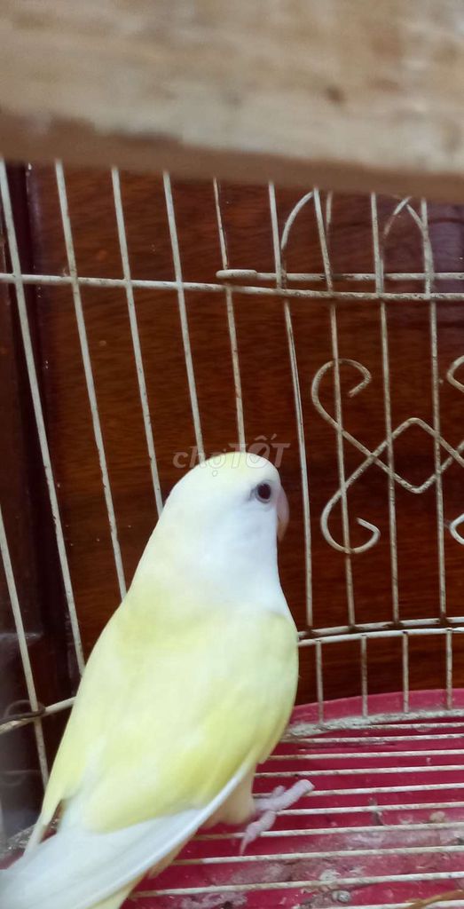 Vẹt Lovebird cái vàng nhạt khỏe mạnh. Mua bán Chim tại Thị xã Gò Công Tiền Giang được đăng bởi Thanh hình 1