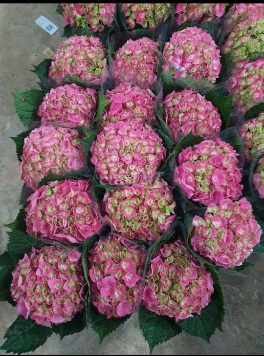 Hoa🌺 Cẩm Tú Cầu❤️ siêu đẹp💚, siêu to💖. Mua bán Cây cảnh, đồ trang trí tại Huyện Hóc Môn Tp Hồ Chí Minh được đăng bởi Tô Kem  hình 1