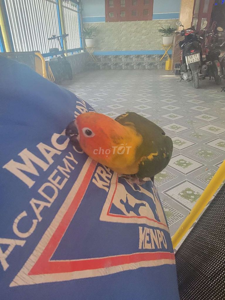 Vẹt Sun Cam vàng xanh lá. Mua bán Chim tại Huyện Mỏ Cày Bắc Bến Tre được đăng bởi Thuỳ vân hình 1