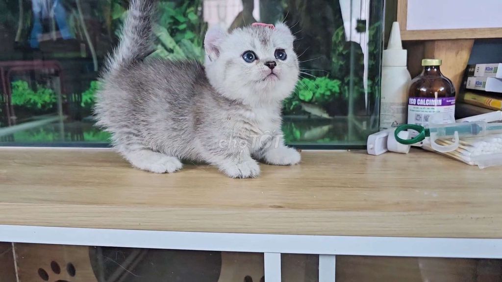 Mèo Tai xoắn chân lùn kinkalow cái. Mua bán Mèo tại Thành phố Thủ Đức Tp Hồ Chí Minh được đăng bởi Nan hình 1