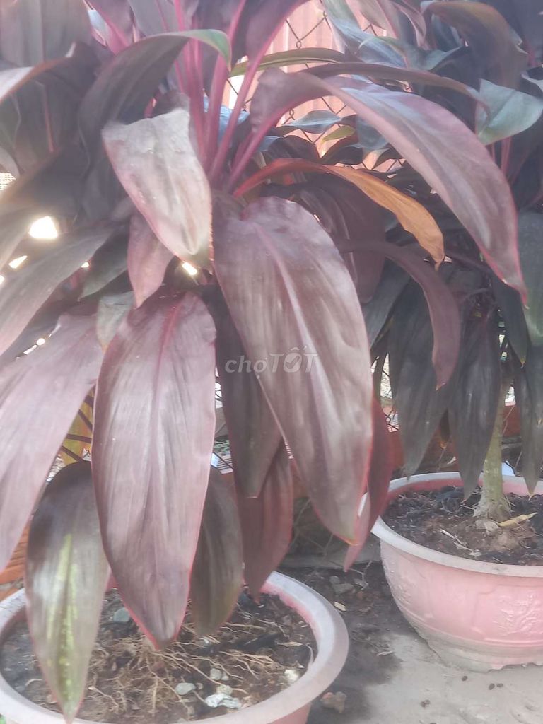 Cây phát tài 2 chậu. Mua bán Cây cảnh, đồ trang trí tại Quận Bình Thuỷ Cần Thơ được đăng bởi A Hải  hình 1