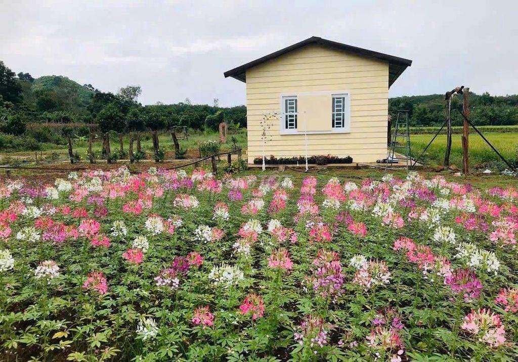 Cho thuê nguyên căn homestay 100k/1
