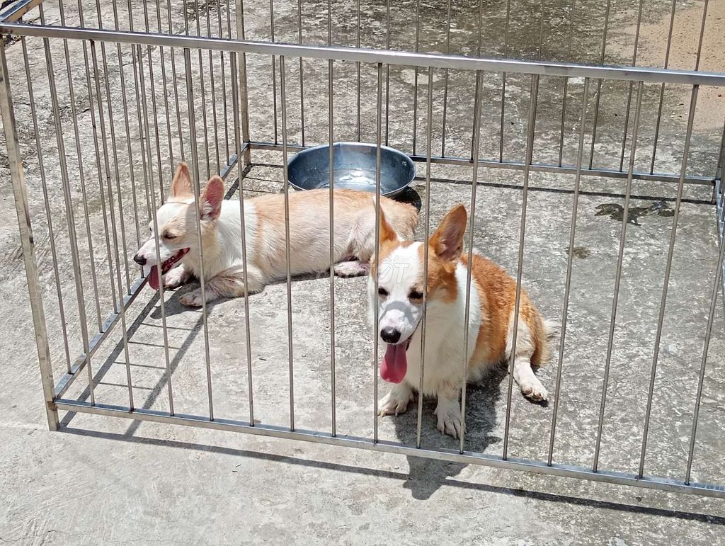 Chó Corgi Cái Trắng Nâu Đã sinh sản. Mua bán Chó tại Quận 6 Tp Hồ Chí Minh được đăng bởi Nhân Rottweiler  hình 1