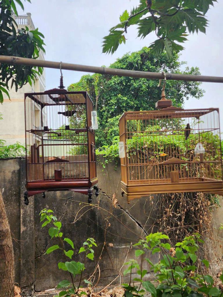 Hút mật 5 màu. Mua bán Chim tại Quận 12 Tp Hồ Chí Minh được đăng bởi gia khang hình 6