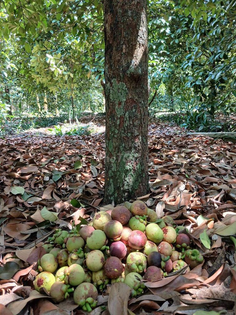 Măng cụt Lái Thiêu An Sơn. Mua bán Đồ ăn, thực phẩm và các loại khác tại Thành phố Thuận An Bình Dương được đăng bởi Trung hình 1