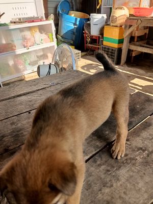 Chó Cộc thỏ lai cái màu Nâu vàng