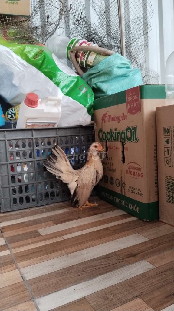 Mái serama khét chuối mặt đỏ!. Mua bán Gà tại Quận 12 Tp Hồ Chí Minh được đăng bởi Nguyễn Hoài Nam hình 4