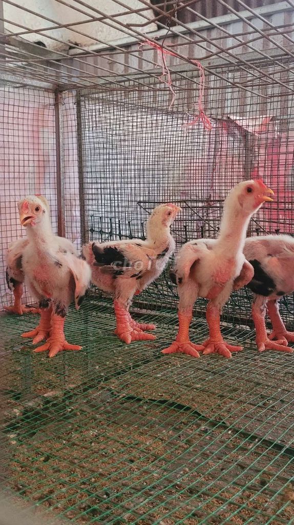 Gà Đông Tảo Thuần Chủng Chân To Uy Tín. Mua bán Gà tại Thành phố Thuận An Bình Dương được đăng bởi Hảo hình 1