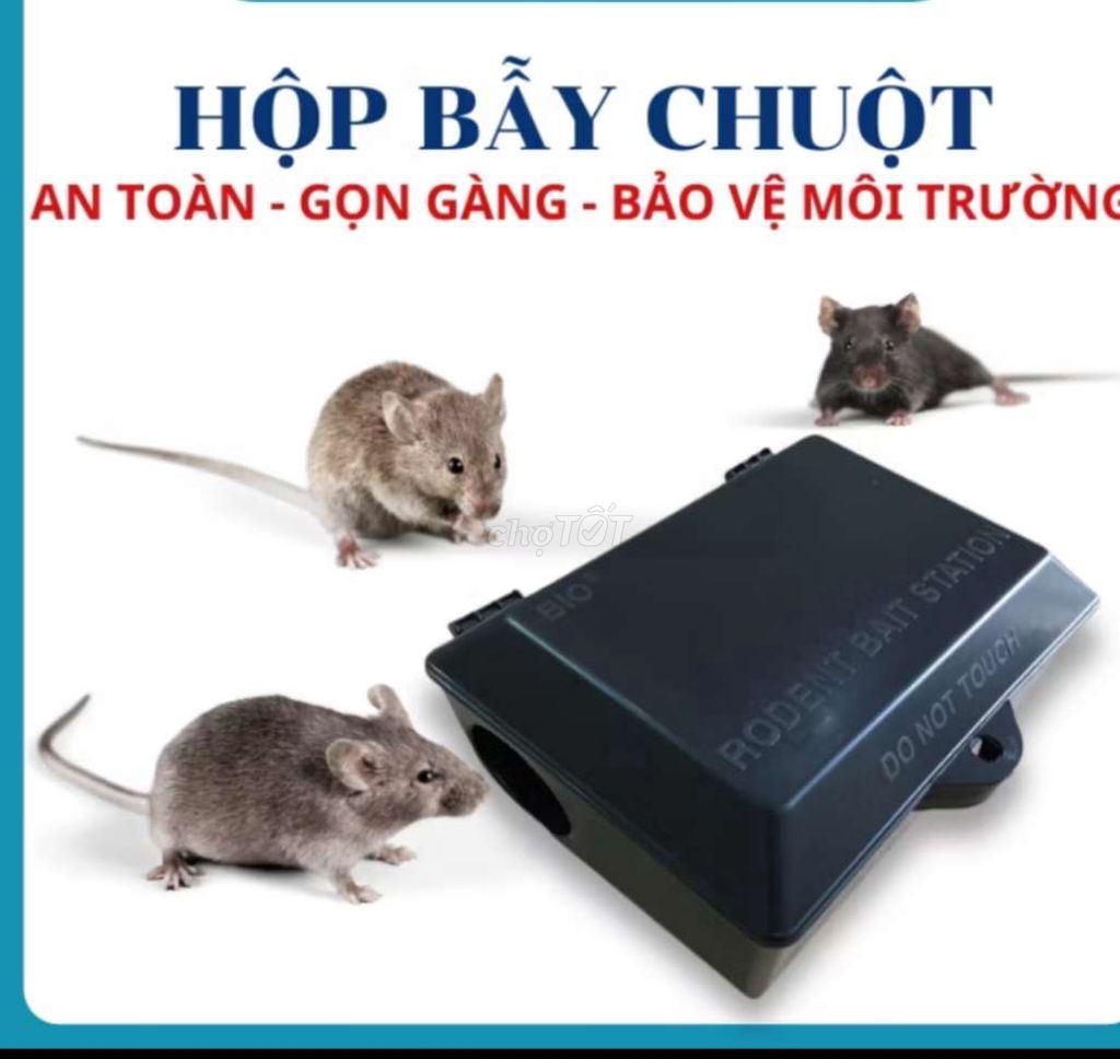 chuột muỗi mối gián