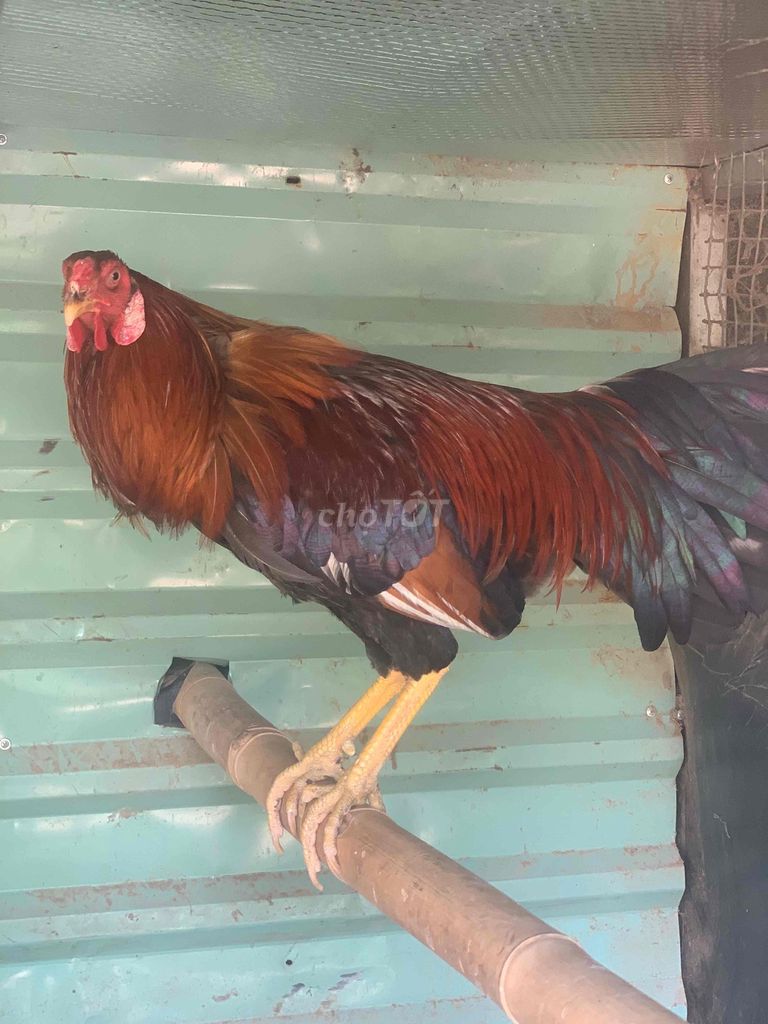 gà bông tích trắng chân vàng thau. Mua bán Gà tại Thành phố Thủ Đức Tp Hồ Chí Minh được đăng bởi Tên chưa cung cấp hình 1