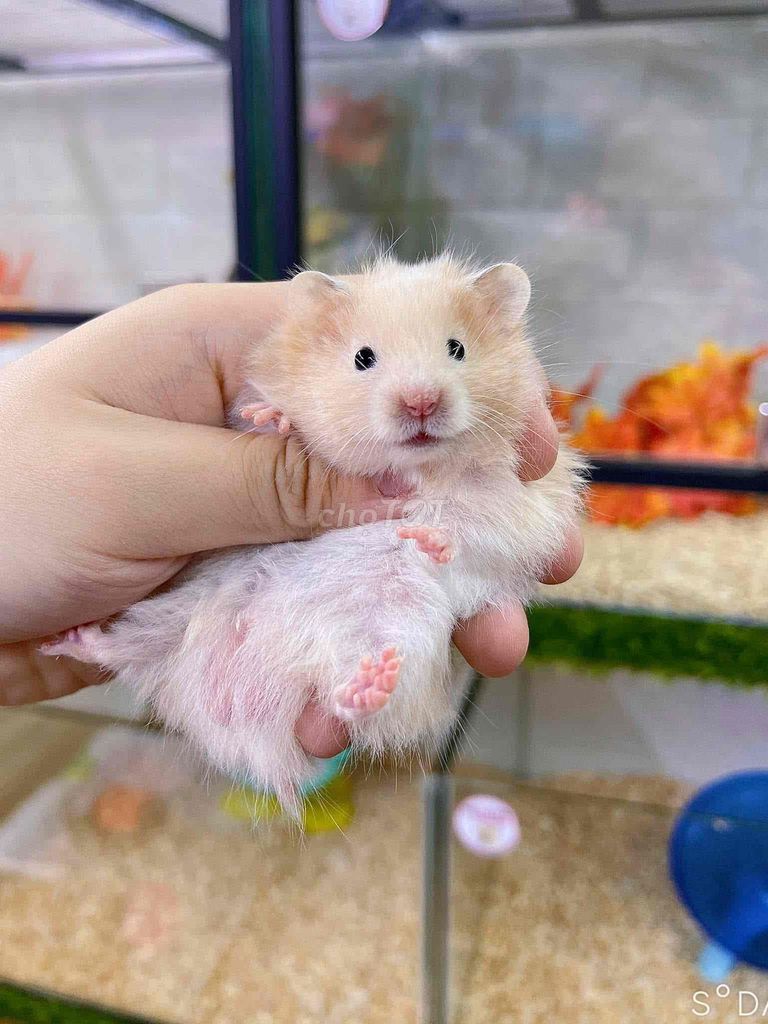 Chuột Hamster bear tạng thái. Mua bán Thú cưng khác tại Quận 8 Tp Hồ Chí Minh được đăng bởi Nguyên hình 1
