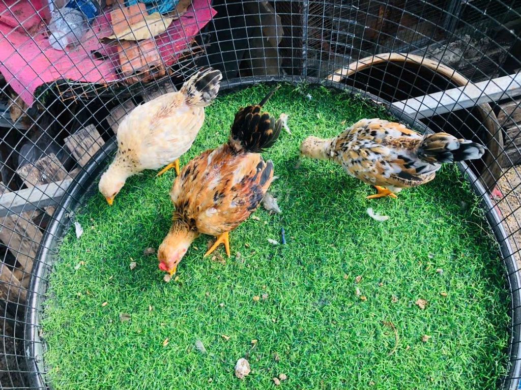 Gà con nhiều màu khỏe mạnh đã tiêm. Mua bán Gà tại Huyện Bắc Tân Uyên Bình Dương được đăng bởi Huỳnh Quang hình 1