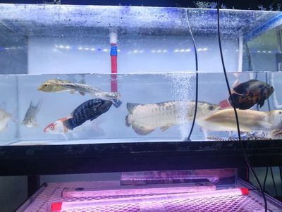 Cá trê Panda 20cm+ Đen trắng