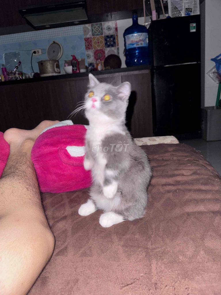 mèo anh lông ngắn, màu xám có 4 tất chân trắng. Mua bán Mèo tại Quận Thanh Xuân Hà Nội được đăng bởi Nguyễn Hữu Dương hình 5