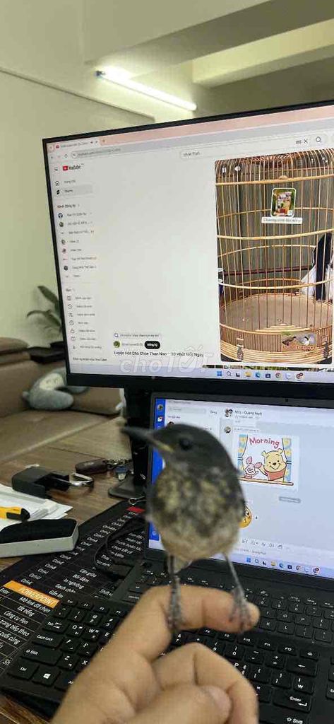 Chim than GL. Mua bán Chim tại Quận Cầu Giấy Hà Nội được đăng bởi DANG QUANG DUNG hình 1
