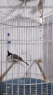 CHÀO MÀO MÁI (32). Mua bán Chim tại Thành phố Thủ Đức Tp Hồ Chí Minh được đăng bởi CHÀO MÀO TÂY SƠN