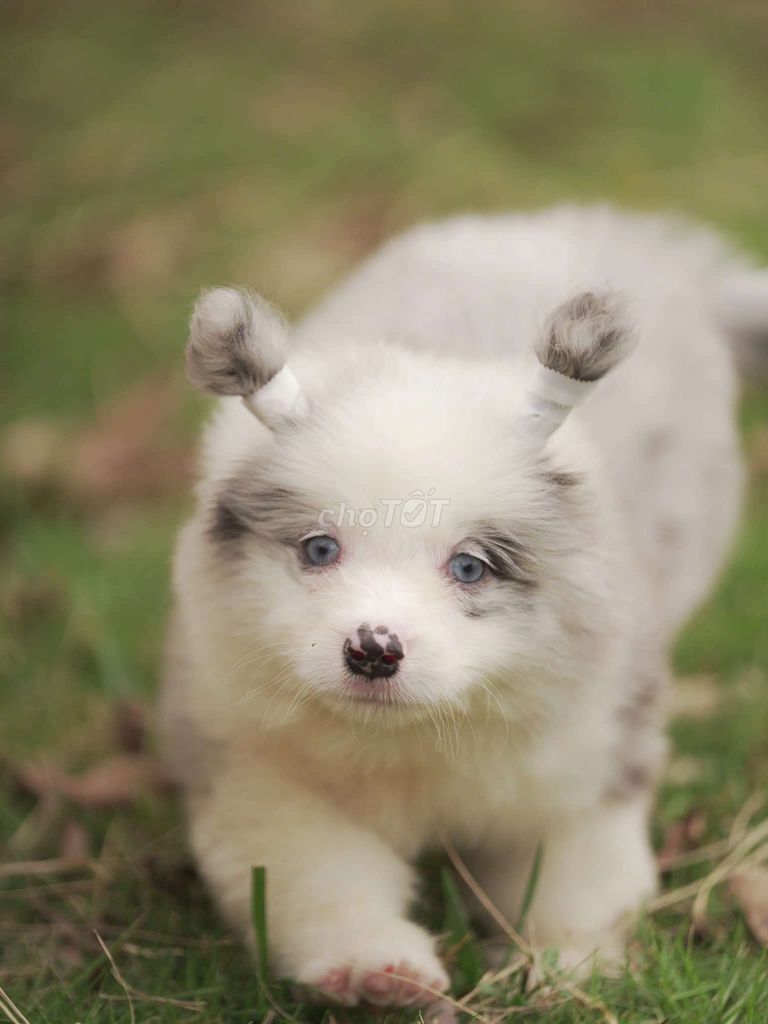 Chó Cardigan Corgi Blue Merler mắt xanh. Mua bán Chó tại Quận Bình Thạnh Tp Hồ Chí Minh được đăng bởi Bình Phan hình 1