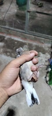 Chim cu thái lai chim việt. Mua bán Chim tại Huyện Bình Chánh Tp Hồ Chí Minh được đăng bởi Tân Tiến