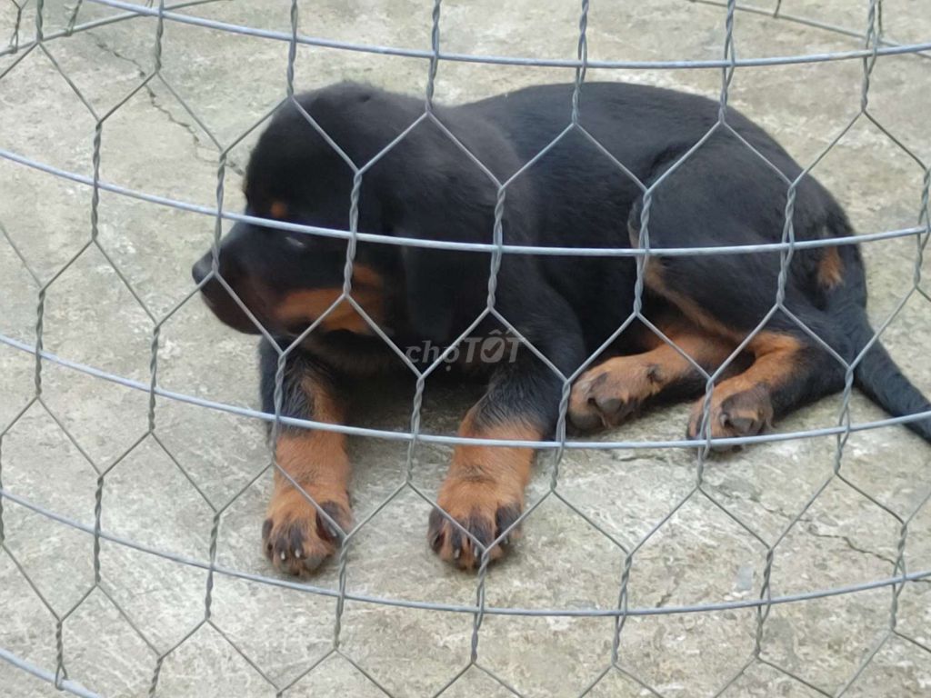 BD. .Rottweiler Thuần. Mua bán Chó tại Thành phố Thủ Dầu Một Bình Dương được đăng bởi Nhân Rottweiler  hình 1