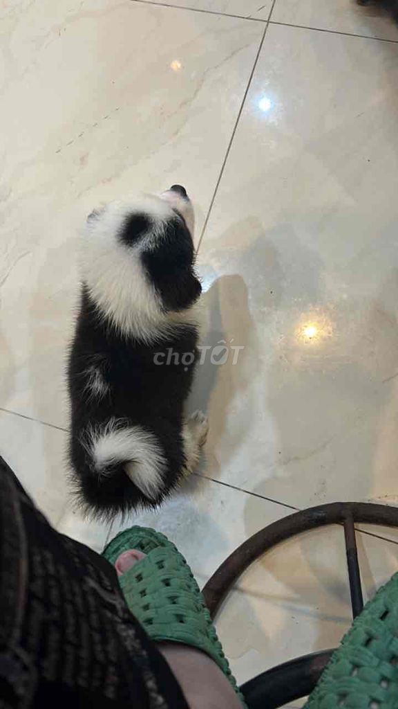 Chó Corgi Đen trắng chưa dựng tai. Mua bán Chó tại Quận Hải Châu Đà Nẵng được đăng bởi Dung hình 2