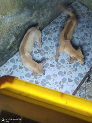 Chó Phú Quốc 5 tháng. Mua bán Chó tại Quận Liên Chiểu Đà Nẵng được đăng bởi Giang Đoàn