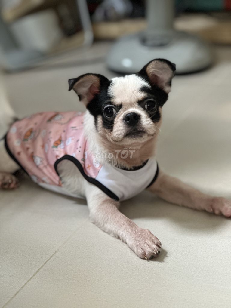 Chó Chihuahua lông dài, đực, 7 tháng, trắng đen. Mua bán Chó tại Quận 8 Tp Hồ Chí Minh được đăng bởi Hằng hình 1