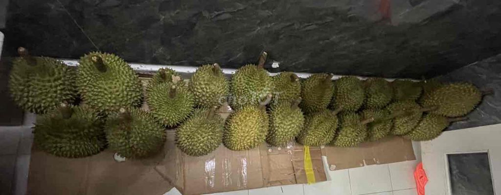 Sầu riêng Ri 6  Thơm béo. Mua bán Đồ ăn, thực phẩm và các loại khác tại Quận 12 Tp Hồ Chí Minh được đăng bởi Từ Thị Hoà Hiền hình 1