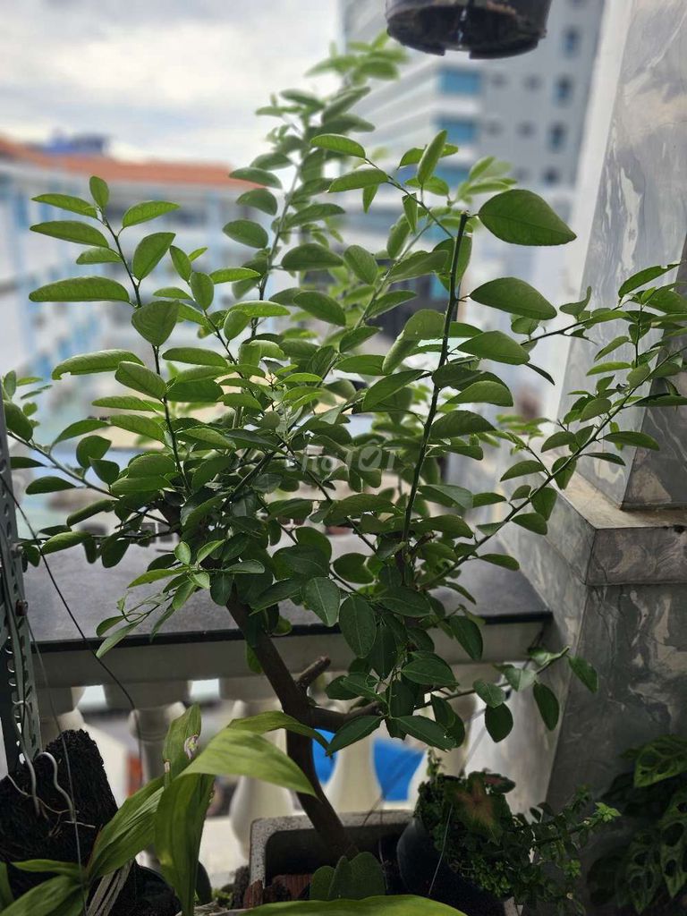 Cây chanh . Mua bán Cây cảnh, đồ trang trí tại Quận Gò Vấp Tp Hồ Chí Minh được đăng bởi Nguyễn Duyên hình 1