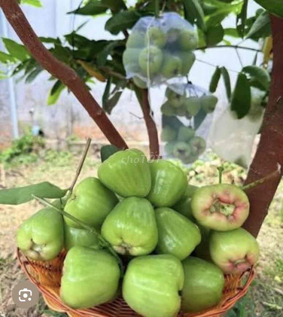 Cây giống Mận MST Xanh đường Sóc Trăng. Mua bán Đồ chuyên dụng, Giống nuôi trồng tại Huyện Cái Bè Tiền Giang được đăng bởi Võ Minh Luân hình 1