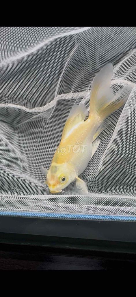 phi tần mỏ ưng cụp size 12cm. Mua bán Thú cưng khác tại Quận Sơn Trà Đà Nẵng được đăng bởi vũ hình 1