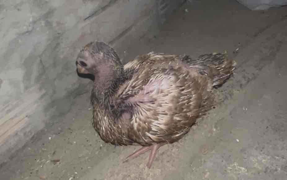 Chim Bồ câu Gà tre x Chớp TQ đút bột. Mua bán Chim tại Thành phố Biên Hòa Đồng Nai được đăng bởi Du hình 1