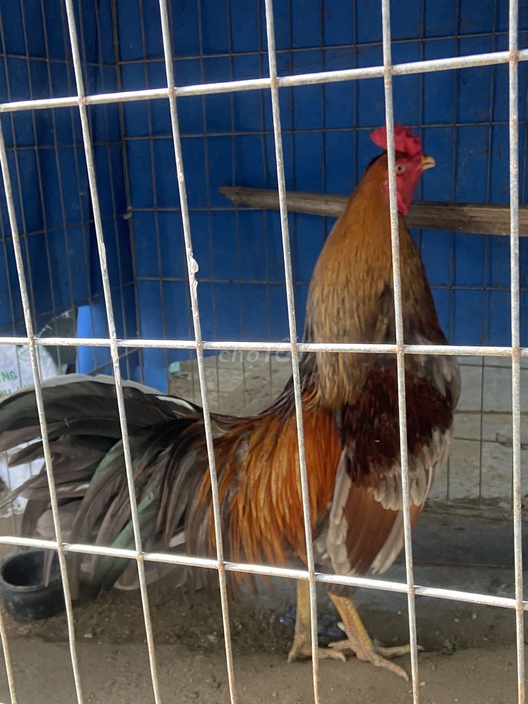 Gà nhiều màu con và trưởng thành. Mua bán Gà tại Thành phố Thủ Đức Tp Hồ Chí Minh được đăng bởi Vũ Tuấn hình 1
