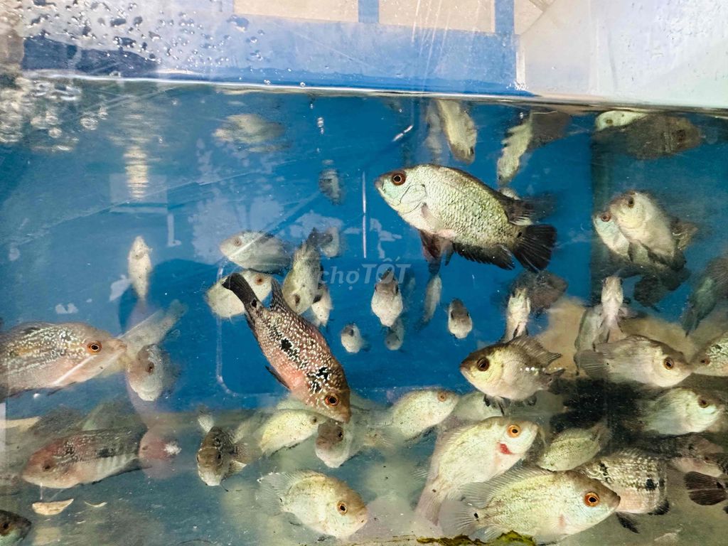 Cá La Hán bột Kamfa và Sill-10 bé 120k size 1ngón. Mua bán Thú cưng khác tại Quận 12 Tp Hồ Chí Minh được đăng bởi Cá Cảnh Sài Gòn Giá Sĩ  hình 1